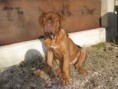 /album/galerie-photos/photos-chiens-014-jpg/